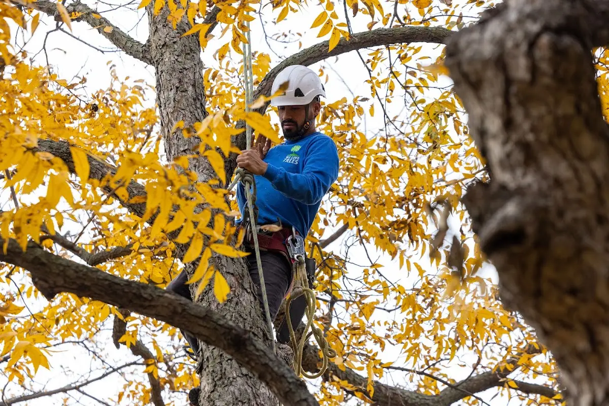 Skilled Storm Damage Cleanup crew working in Bayard